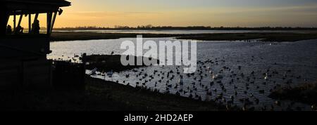 Cygnes et canards d'hiver à la réserve naturelle de Welney Wash, village de Welney, Cambridgeshire, Angleterre, Royaume-Uni Banque D'Images