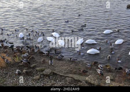 Cygnes et canards d'hiver à la réserve naturelle de Welney Wash, village de Welney, Cambridgeshire, Angleterre, Royaume-Uni Banque D'Images