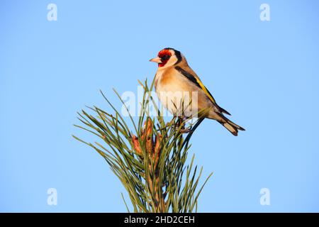Un Goldfinch adulte européen (Carduelis carduelis) perché ouvertement sur une brousse à Suffolk, au Royaume-Uni Banque D'Images