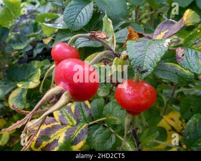 Larges hanches roses rouges vives, rogosa, rosehanches sur un rosier. Banque D'Images