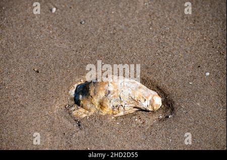 Huîtres sauvages de creuse sur une plage de sable à marée basse, Zeeland, pays-Bas Banque D'Images