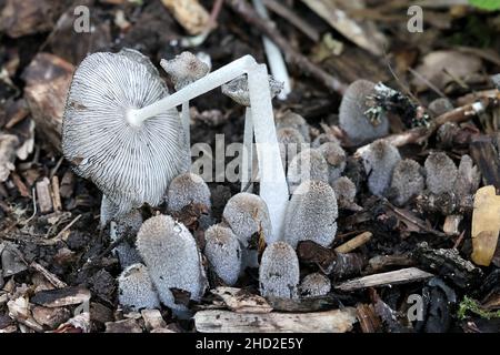 Coprinopsis lagopus, également appelé Coprinus lagopus, communément connu sous le nom de champignon harefoot ou de chapeau de pied de lièvre, champignon sauvage de Finlande Banque D'Images