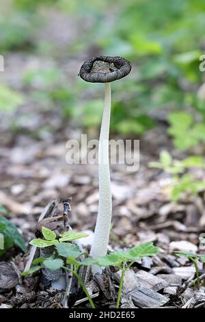 Coprinopsis lagopus, également appelé Coprinus lagopus, communément connu sous le nom de champignon harefoot ou de chapeau de pied de lièvre, champignon sauvage de Finlande Banque D'Images