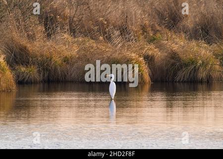 Une belle grande Egret Ardea alba, également connue sous le nom d'Egret commun, Grand Egret blanc ou Grand Héron blanc Banque D'Images