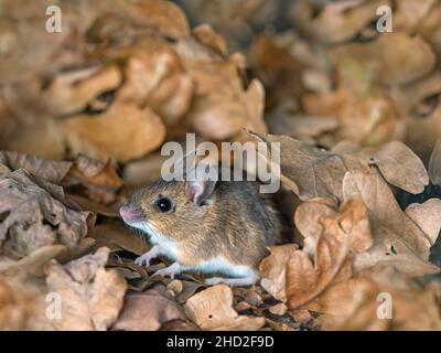 Apodemus sylvaticus souris bois Banque D'Images