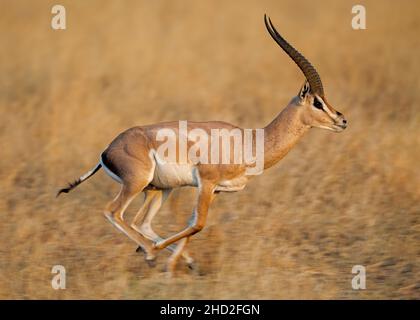 Impala (Aepyceros melampus) Parc national de Tarangire, Tanzanie, Afrique Banque D'Images