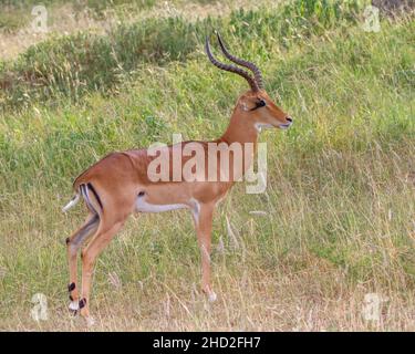 Mâle Impala (Aepyceros melampus) debout, Parc national de Tarangire, Tanzanie, Afrique Banque D'Images