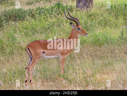 Mâle Impala (Aepyceros melampus) debout, Parc national de Tarangire, Tanzanie, Afrique Banque D'Images