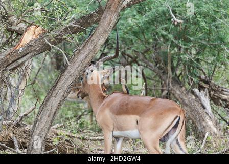 L'impala, Aepyceros melampus, est un antilope de taille moyenne que l'on trouve en Afrique orientale et australe.RAM dans le Bush d'un paysage africain Banque D'Images