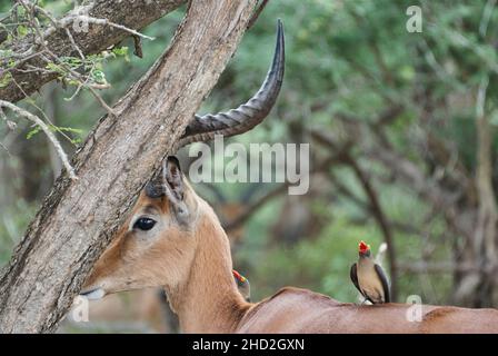 L'impala, Aepyceros melampus, est un antilope de taille moyenne que l'on trouve en Afrique orientale et australe.RAM dans le Bush d'un paysage africain Banque D'Images