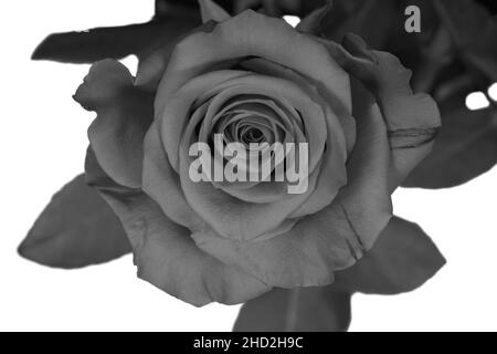 Gros plan d'une belle rose en noir et blanc Banque D'Images