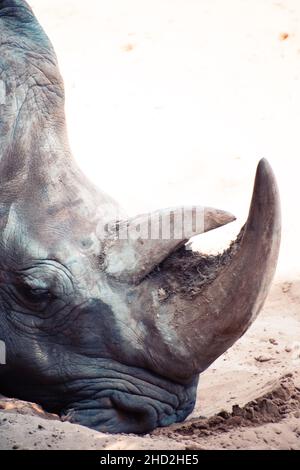 Zoo de rhinocéros blancs Palmyre aux Mathes France Banque D'Images