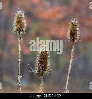 Trois cônes de graines de cuillerée à thé sauvages se rapprochent de l'arrière-plan aux couleurs d'automne floues Banque D'Images