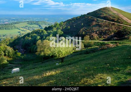 Peu après le lever du soleil en été, en regardant vers le nord à la deuxième colline principale du nord de la gamme de collines de Malvern.Sugarloaf Hill se trouve entre Worce Banque D'Images