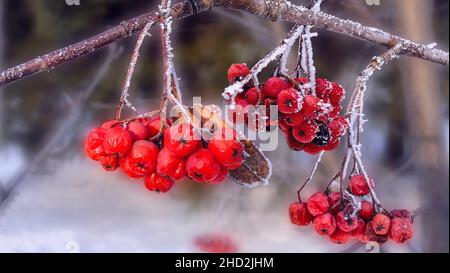 Baies de rowan rouges glacées sur brindilles recouvertes de givre blanc.Nourriture d'hiver pour les oiseaux.Branche d'Ashberry avec baies - vin saisonnier Banque D'Images