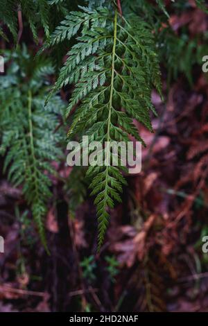 Fougères vertes (Asplenium onopteris) Banque D'Images