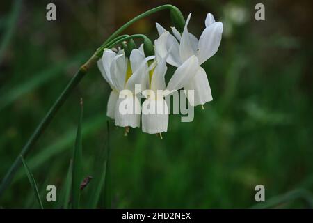 Les larmes d'Ange (Narcissus triandrus) fleurissent des fleurs blanches Banque D'Images