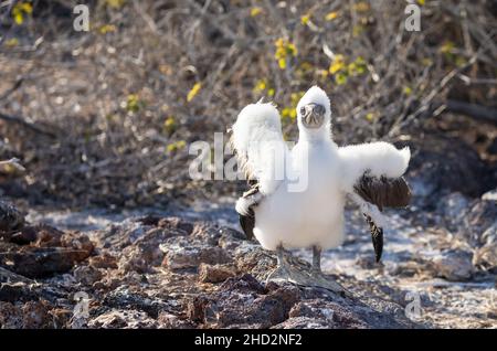 Jeune Nazca Booby debout dans le paysage de Galapagos Banque D'Images