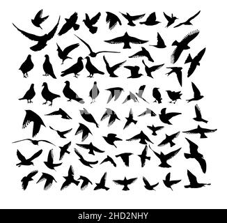 Un grand ensemble d'oiseaux volants et debout.Illustration vectorielle Illustration de Vecteur