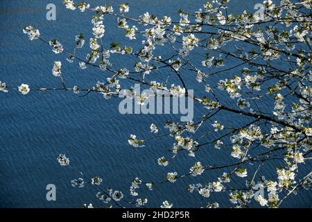 Cerisier fleurs blanches fleurir au début du printemps Banque D'Images