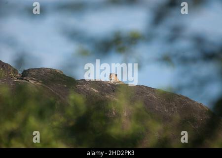 Léopard mâle mature tôt le matin, Modaragala, parc national de Yala.Le parc national de Yala est une vaste zone de forêt, de prairies et de lagons bordant l'océan Indien, dans le sud-est du Sri Lanka.Elle abrite des espèces sauvages comme les léopards, les éléphants et les crocodiles, ainsi que des centaines d'espèces d'oiseaux.À l'intérieur des terres, Sithulpawwa est un ancien monastère bouddhiste.Les grottes voisines contiennent des peintures rupestres vieilles de plusieurs siècles.Au sud-ouest, Magul Maha Viharaya également des ruines bouddhistes anciennes.Les deux sont des lieux de pèlerinage.Sri Lanka. Banque D'Images