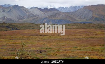 Paysage pittoresque avec orignaux dans le parc national et réserve de Denali en Alaska, aux États-Unis. Banque D'Images