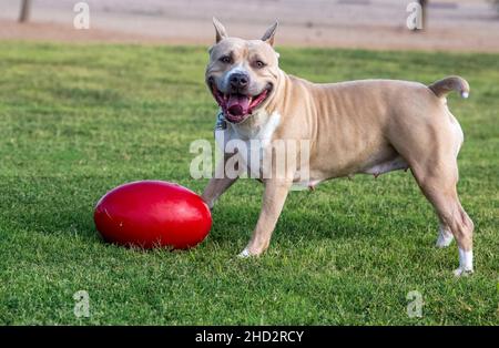 American Staffordshire Terrier jouant au parc avec son jouet rouge Banque D'Images