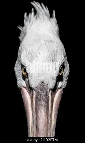 Portrait d'Un pélican dalmate (Pelecanus Crispus) Banque D'Images