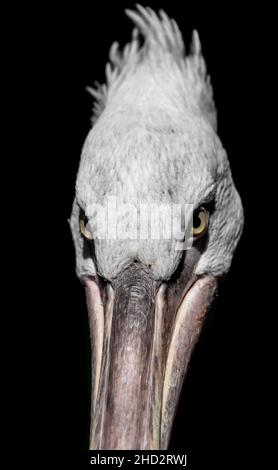 Portrait d'Un pélican dalmate (Pelecanus Crispus) Banque D'Images