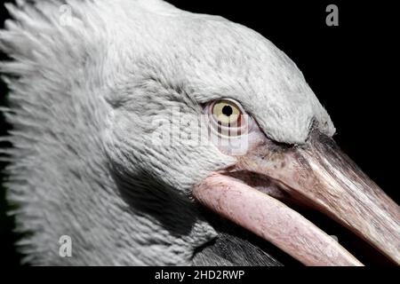 Portrait d'Un pélican dalmate (Pelecanus Crispus) Banque D'Images