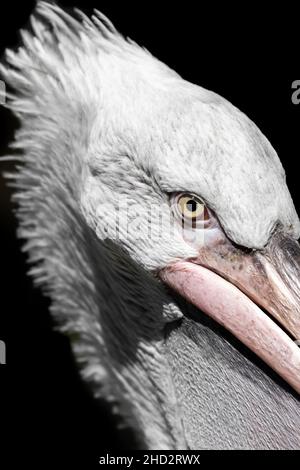 Portrait d'Un pélican dalmate (Pelecanus Crispus) Banque D'Images