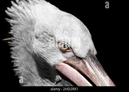 Portrait d'Un pélican dalmate (Pelecanus Crispus) Banque D'Images