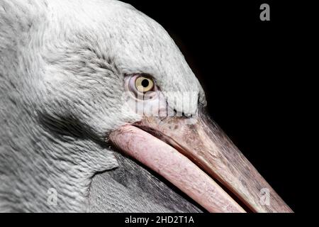 Portrait d'Un pélican dalmate (Pelecanus Crispus) Banque D'Images