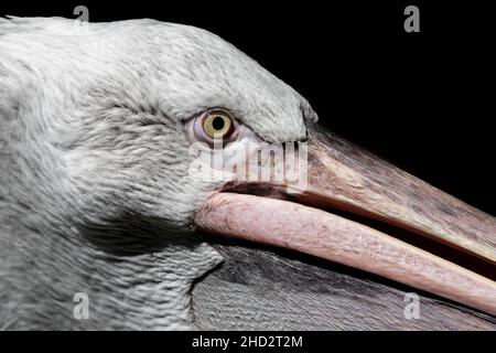 Portrait d'Un pélican dalmate (Pelecanus Crispus) Banque D'Images