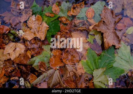 Feuilles d'automne tombées flottant dans un étang boisé.Kent, Royaume-Uni. Banque D'Images