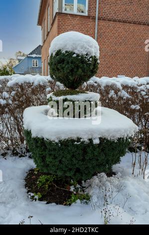 Magnifique arbre de thuja coupé taillé dans 3 sections différentes - couvert de neige Banque D'Images