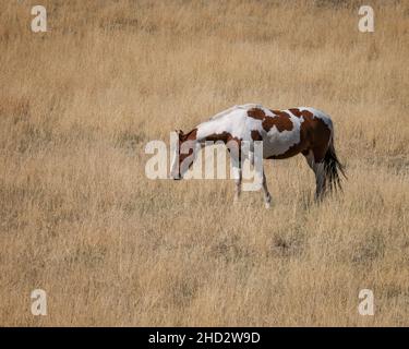 Chevaux paître dans un pâturage près du parc national de Zion dans l'Utah Banque D'Images