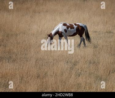 Chevaux paître dans un pâturage près du parc national de Zion dans l'Utah Banque D'Images