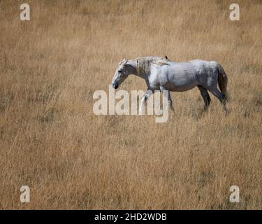 Chevaux paître dans un pâturage près du parc national de Zion dans l'Utah Banque D'Images