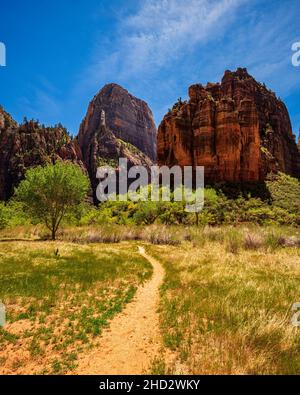 Grand point de vue du Trône blanc dans le parc national de Zion Banque D'Images