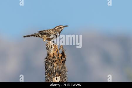 Cactus Wren (Campylorhynchus brunneicapillus) en Arizona Banque D'Images