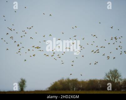 Un troupeau de centaines de goldfinches (Carduelis carduelis) sur l'aile volant dans un ciel d'hiver au-dessus de Salisbury Plain Wiltshire Royaume-Uni Banque D'Images