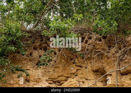 Grottes nicheuses de sable Martins sur la côte escarpée près de Goehren sur l'île de Ruegen, Mecklembourg-Poméranie occidentale, Allemagne, Europe Banque D'Images