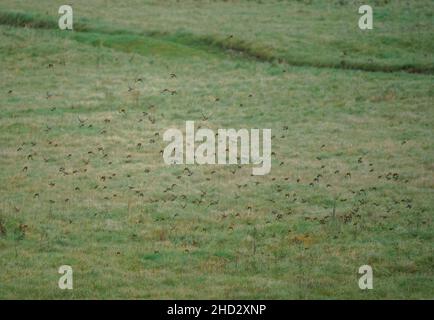 Un troupeau de centaines de goldfinches (Carduelis carduelis) sur l'aile volant dans un ciel d'hiver au-dessus de Salisbury Plain Wiltshire Royaume-Uni Banque D'Images