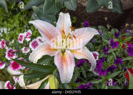 Le lys oriental Stargazer est cultivé en Alaska Banque D'Images