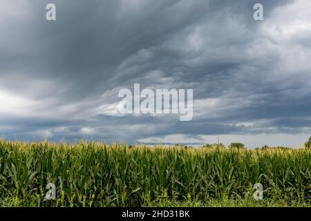 Orage nuages dans le ciel au-dessus du champ de maïs.Le concept de l'assurance-récolte, des dommages causés par les tempêtes et de la sécheresse. Banque D'Images