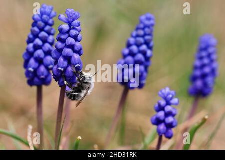 Abeilles pollinisant les fleurs de jacinthe violettes vibrantes (Muscari) au printemps, macro-plan en plein air. Banque D'Images