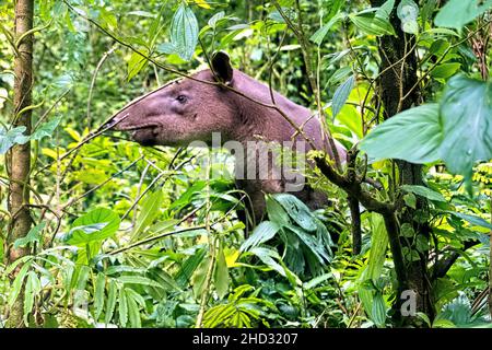 Rare observation d'un tapir de Baird (Tapirus bairdii), parc national du volcan Tenorio, Guanacaste, Costa Rica Banque D'Images