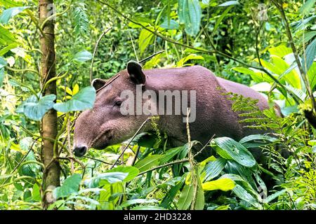 Rare observation d'un tapir de Baird (Tapirus bairdii), parc national du volcan Tenorio, Guanacaste, Costa Rica Banque D'Images