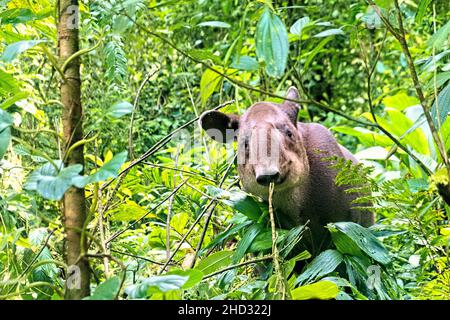 Rare observation d'un tapir de Baird (Tapirus bairdii), parc national du volcan Tenorio, Guanacaste, Costa Rica Banque D'Images